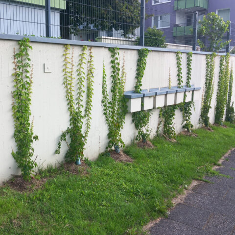 GEWAG-25-0042-WEBINFO-WEINBEPFLANZUNG-1