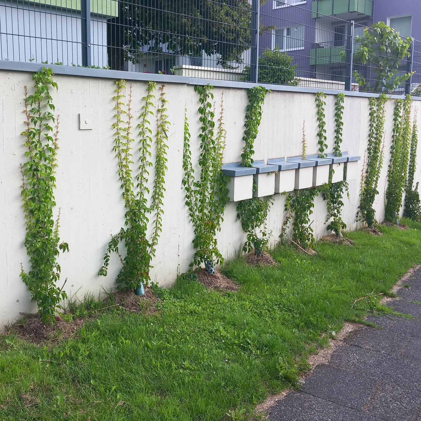 Grüne Weinpflanzen wachsen an einer weißen Wand.